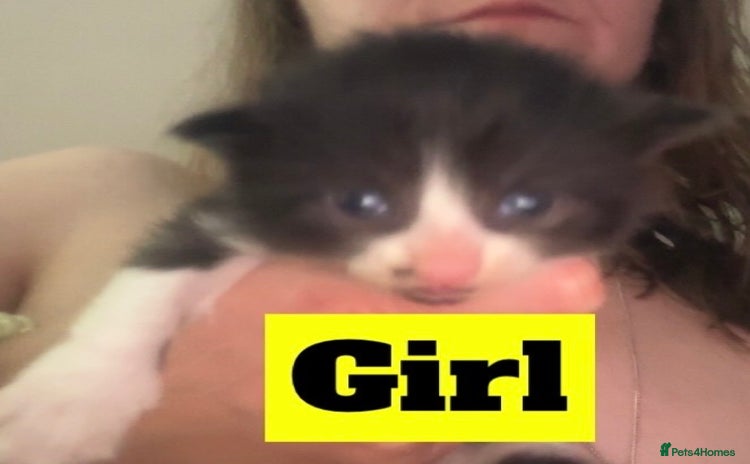 Mixed Breed cats - Advert 15