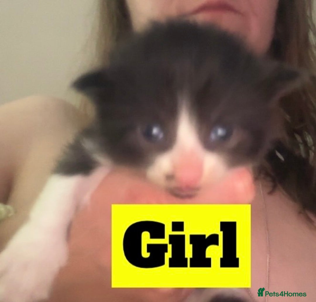 Mixed Breed cats for sale: Black and white kittens  - Image 1