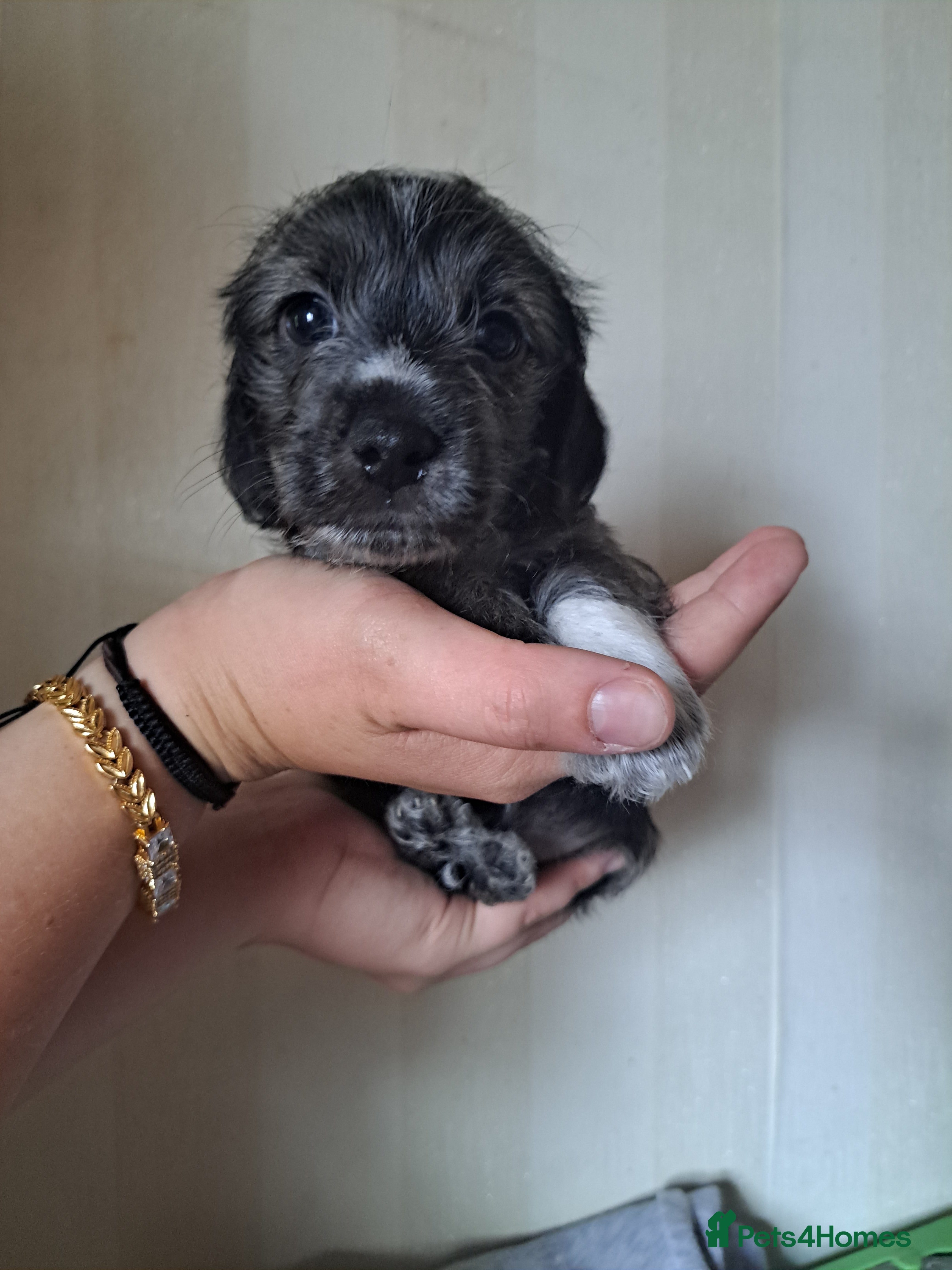 Mixed Breed dogs cockerpoo x jack russel pups  - Advert 2