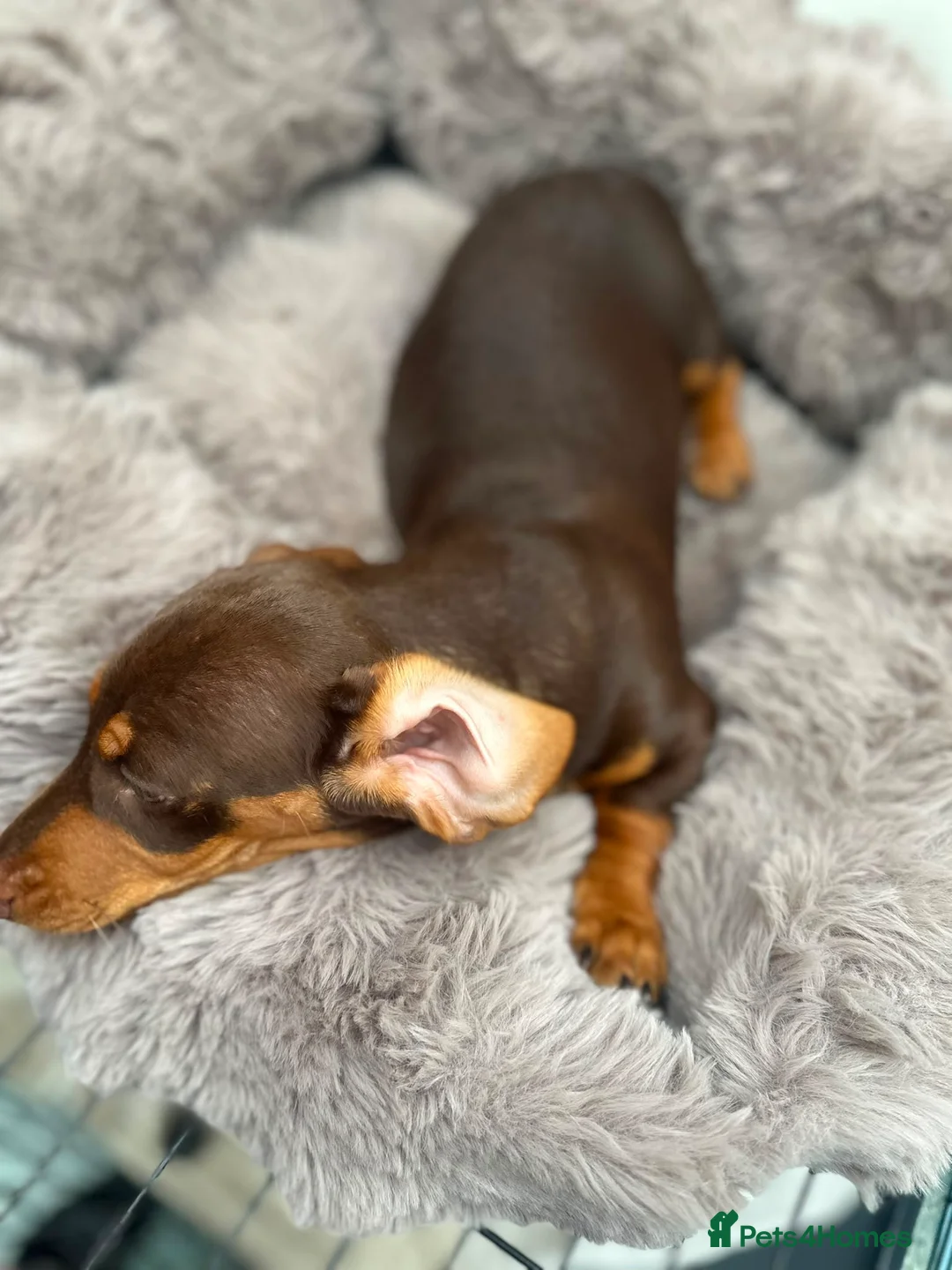 Miniature Dachshund dogs for sale: MINI DACHSHUND  - Advert 6