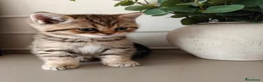 British Shorthair Kitten 1