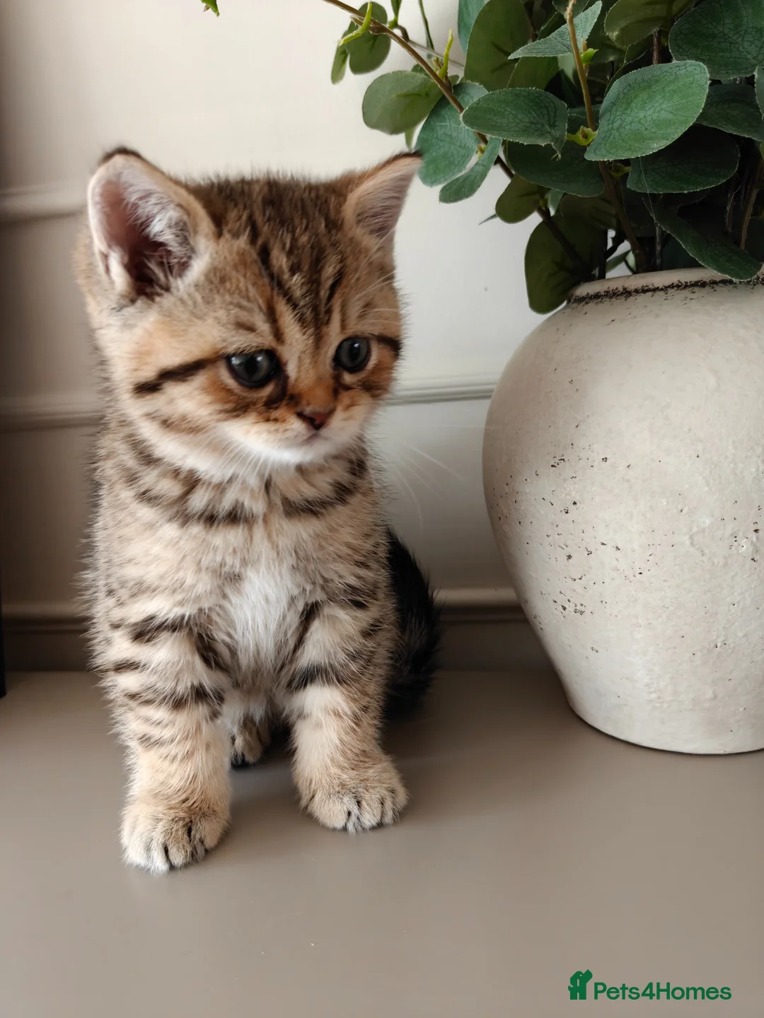 British Shorthair cats for sale: Beautiful British Shorthair Kittens - Advert 2