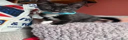 Mixed Breed cats for sale: 5 kittens available now - Advert 6