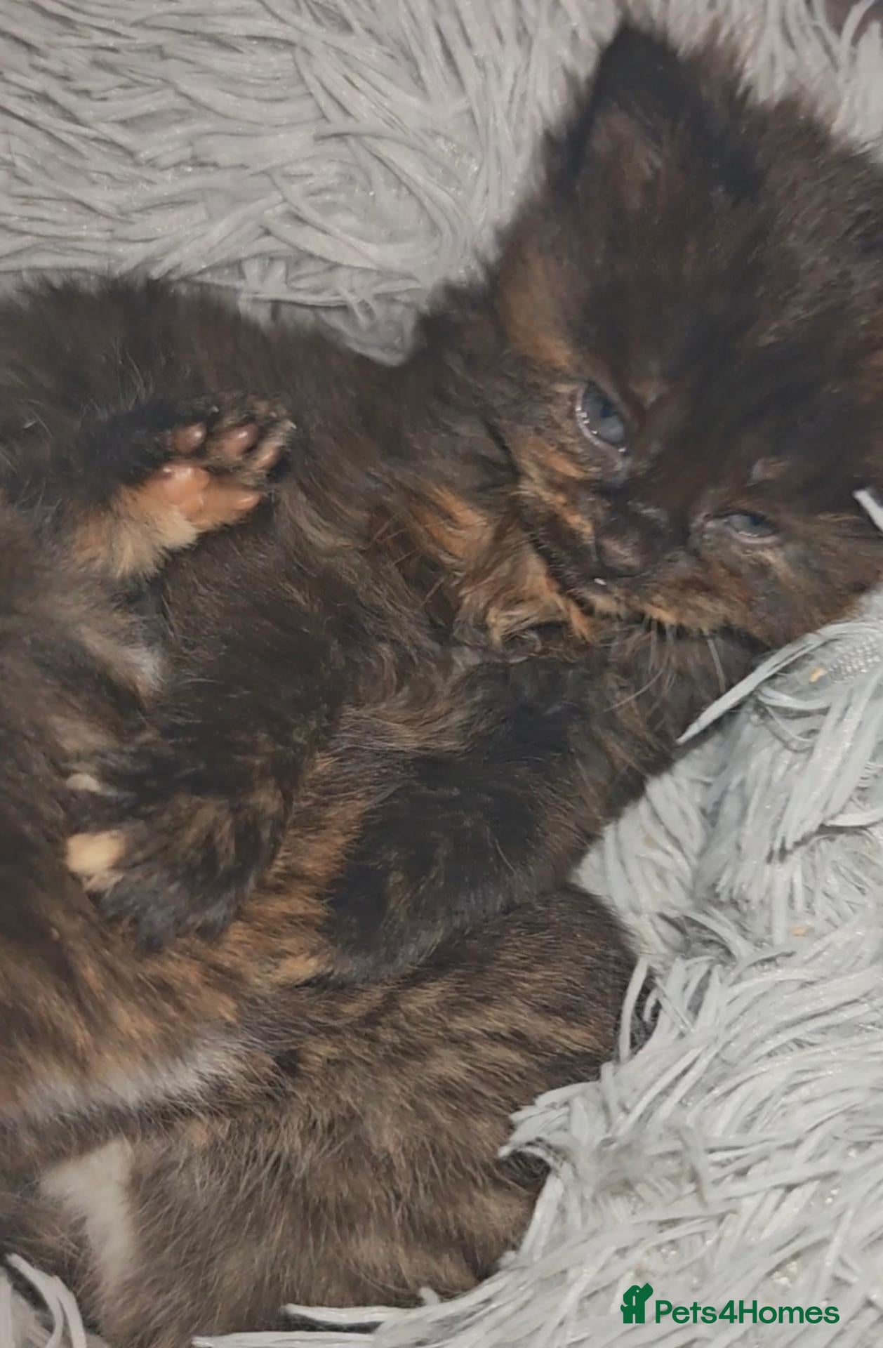 Mixed Breed cats 3 beautiful girls  - Advert 4