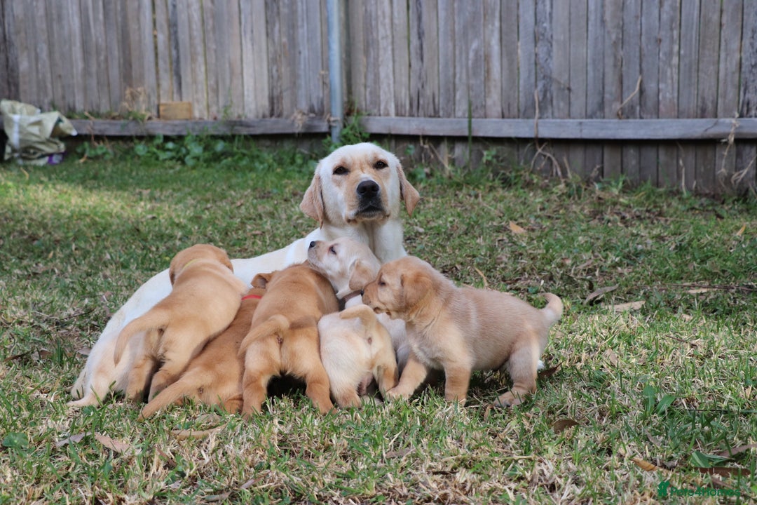 Labrador Retriever dogs for sale: KC labrador Retriever Puppies - Image 8