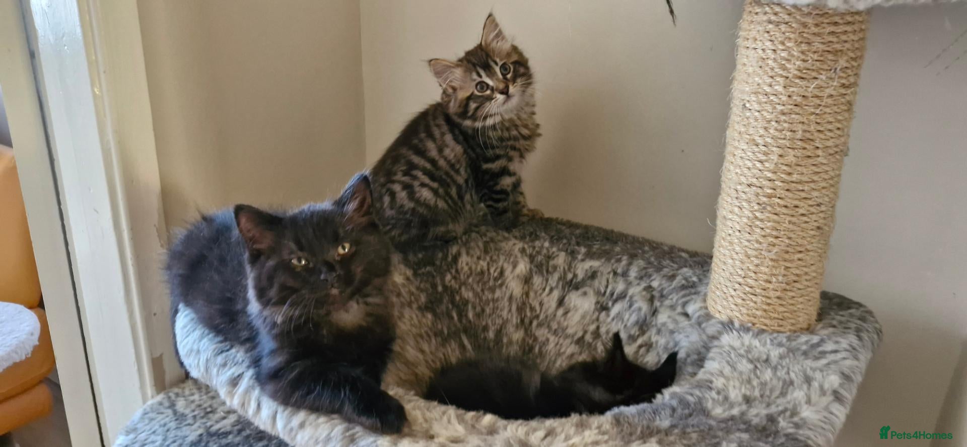 Mixed Breed cats Ragdoll Mix Kittens – Delivery Available - Advert 1