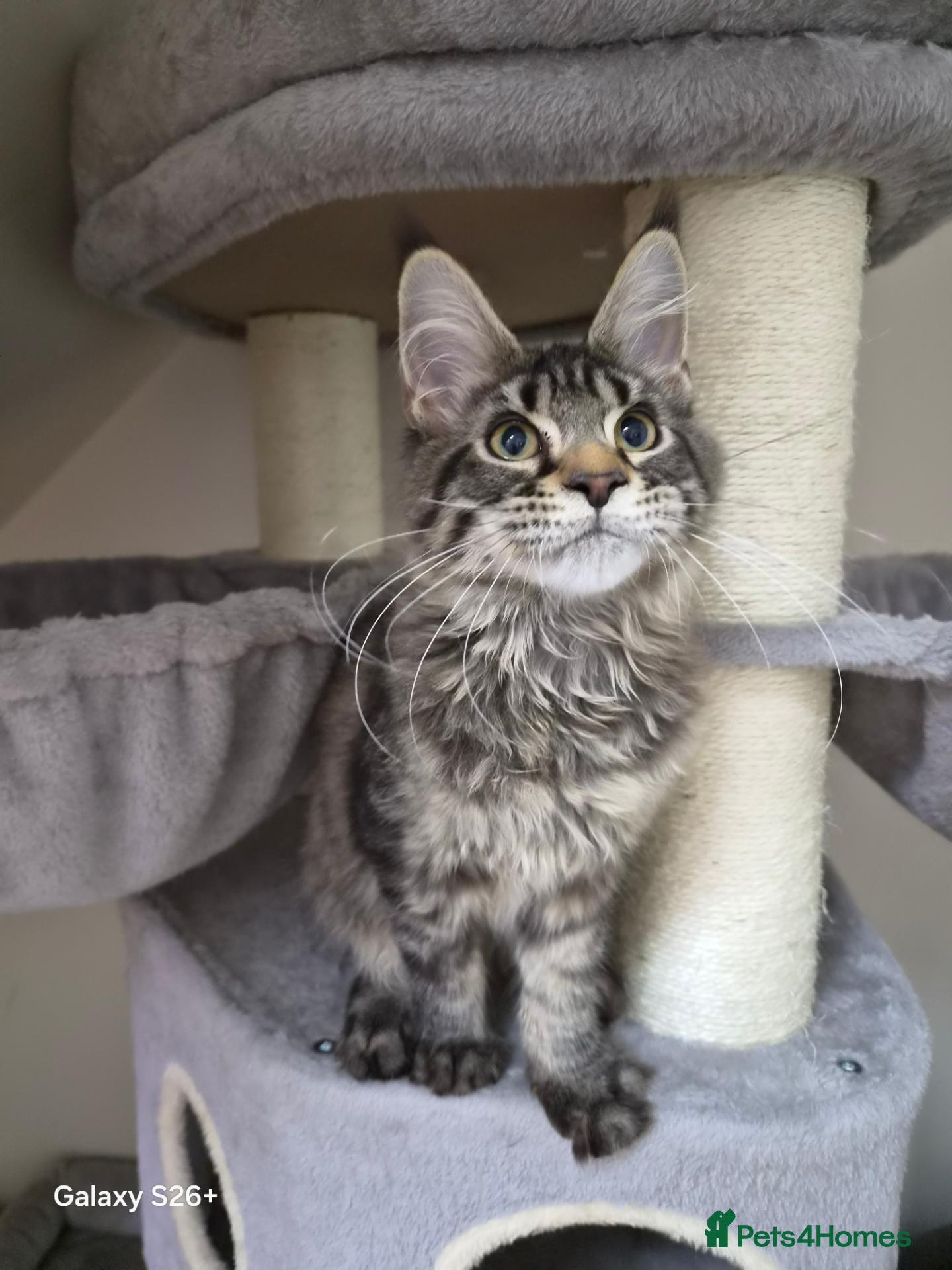 Maine Coon cats Maine coon-licensed cattery - Advert 2