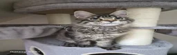 Maine Coon cats for sale: Maine coon-licensed cattery - Advert 2