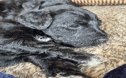 Portuguese Water Dog dogs for sale: ARTSEADOG KC registered Pure Portuguese Waterdogs - Image 5