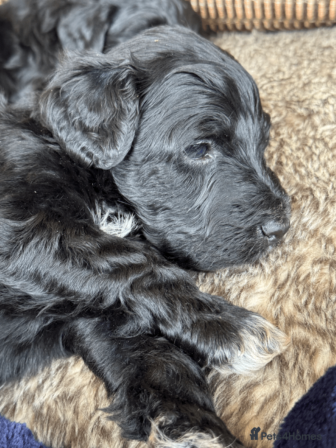 Portuguese Water Dog dogs for sale: ARTSEADOG KC registered Pure Portuguese Waterdogs - Image 5