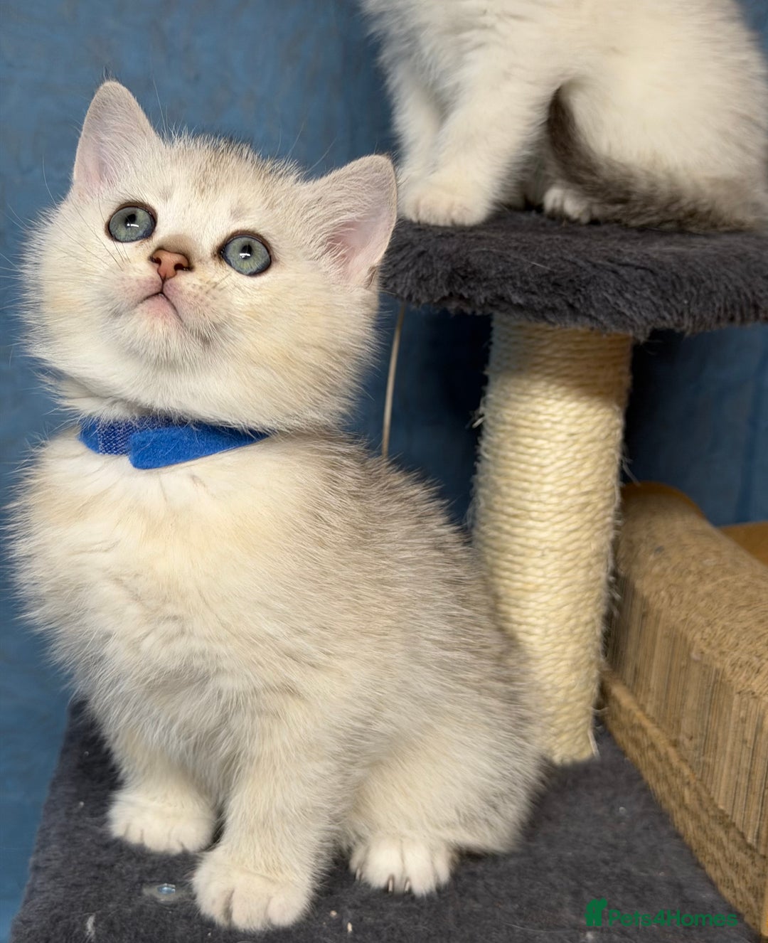 British Shorthair cats for sale: British shorthair silver/golden kittens TICA - Image 1