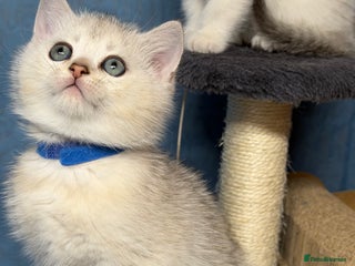 British Shorthair cats - Advert 11