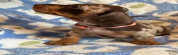 Miniature Dachshund dogs for sale: KC Miniature Dachshund Smooth haired in Castleford - Advert 12