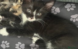 Bengal cats for sale: Beautiful kittens  - Image 3