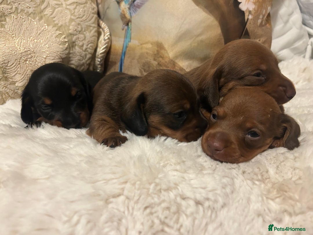 Miniature Dachshund dogs for sale: Kennel club registered litter of 4 pups - Image 14