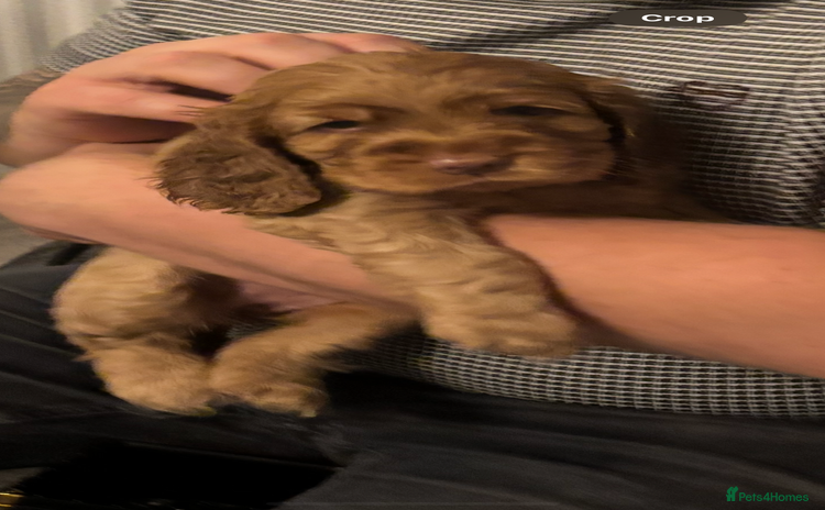 Cocker Spaniel dogs - Advert 2