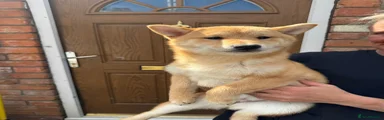 Japanese Shiba Inu Puppy 1