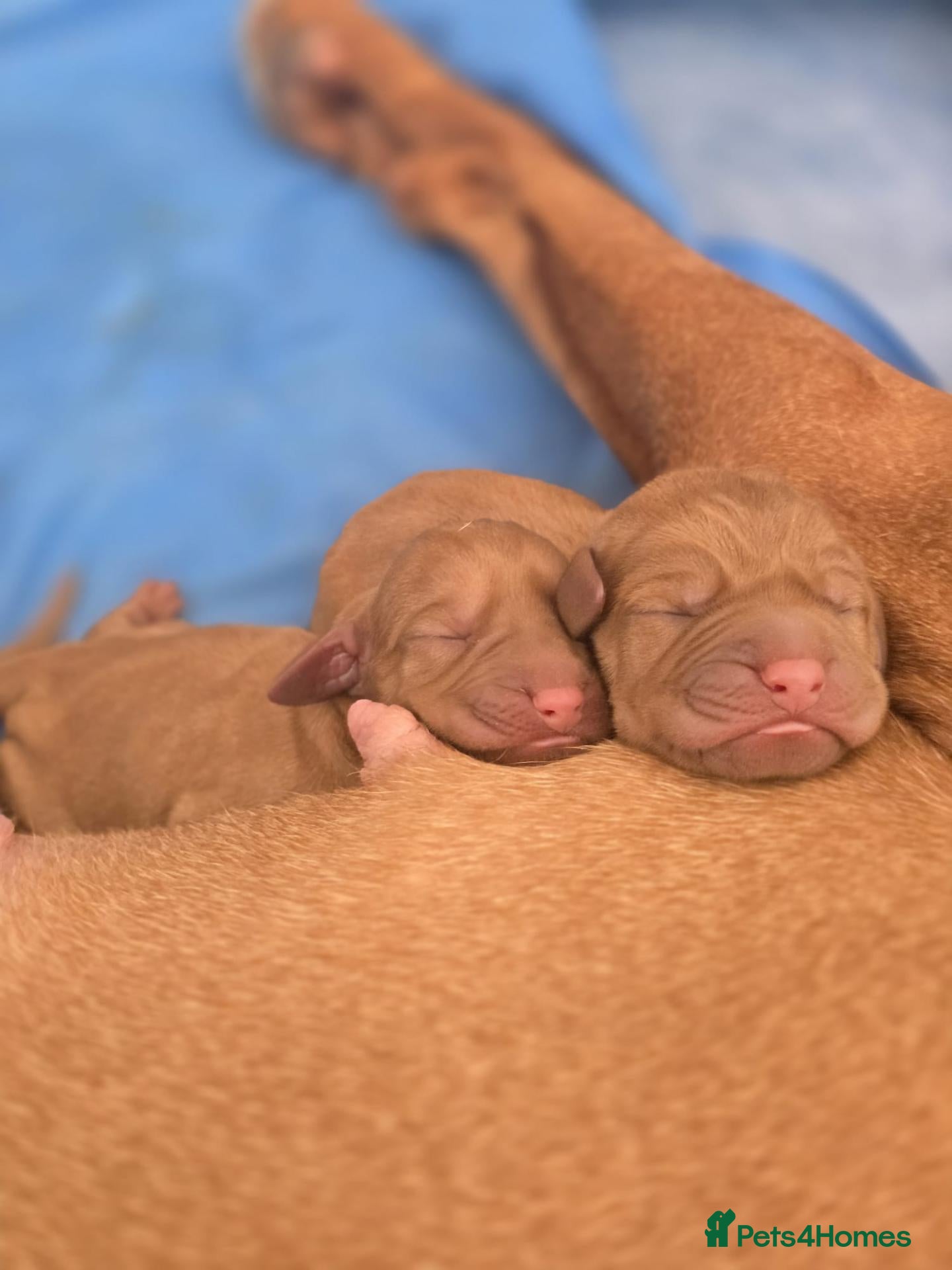 Hungarian Vizsla dogs for sale: Hungarian Wirehaired Vizsla - Advert 8