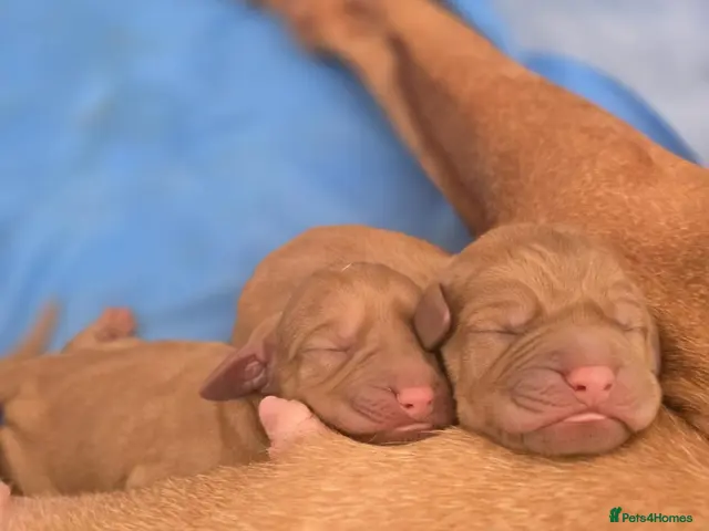 Hungarian Vizsla dogs for sale: Hungarian Wirehaired Vizsla - Advert 8