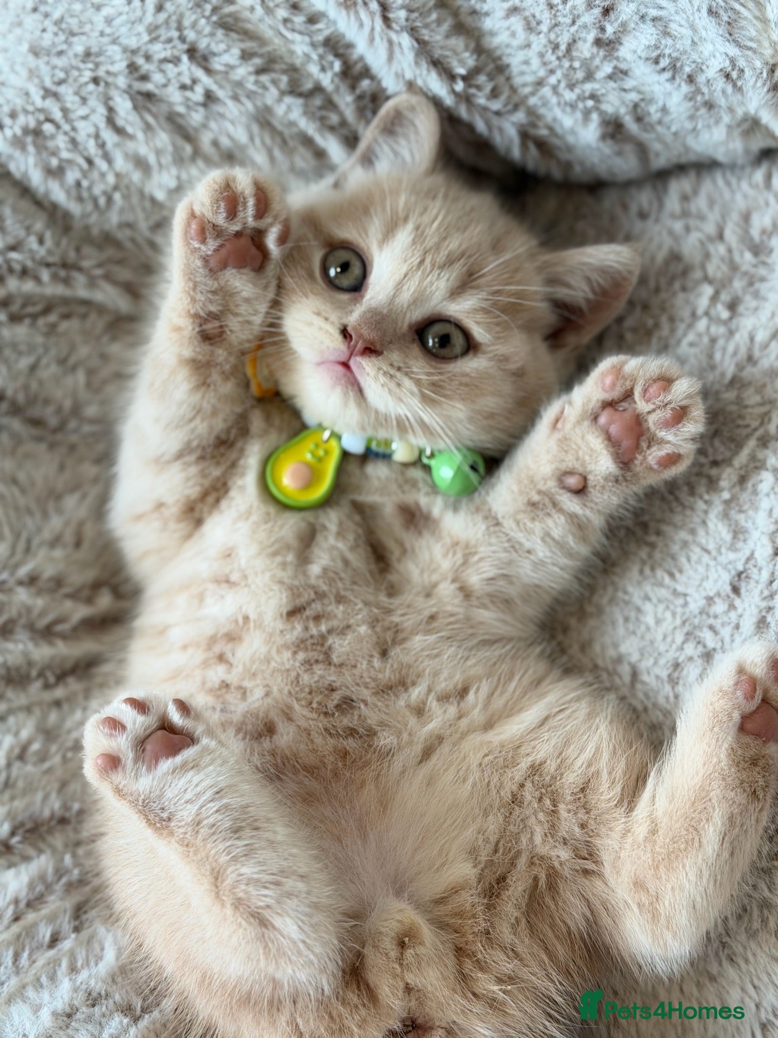 Scottish Fold cats Uniquely coloured Scottish fold kittens 🐾 - Advert 4