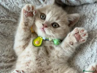 Scottish Fold cats Uniquely coloured Scottish fold kittens 🐾 - Advert 4