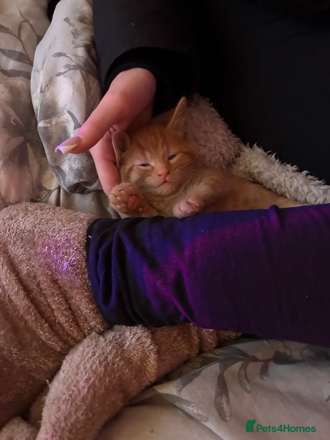 Mixed Breed cats for sale: Beautiful fluffy cuddly kittens for sale!!!  - Advert 27