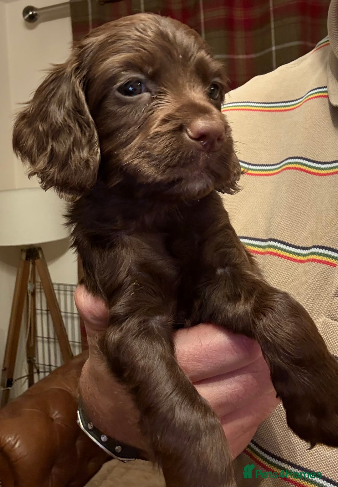 Cocker Spaniel dogs for sale: Stunning KC Reg Cocker Spaniels (working type) - Image 8