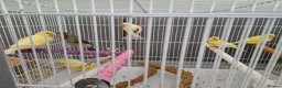 Canaries birds for sale: Beautiful 2026 canaries mostly yellow - Advert 1