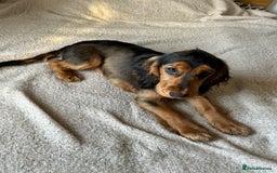 Cocker Spaniel dogs for sale: Outstanding Show Cocker Spaniel DNA Tested - Advert 6