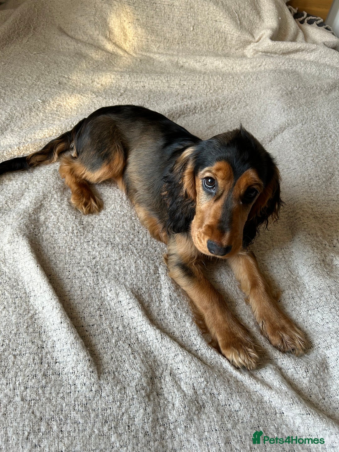 Cocker Spaniel dogs for sale: Outstanding Show Cocker Spaniel DNA Tested - Advert 6