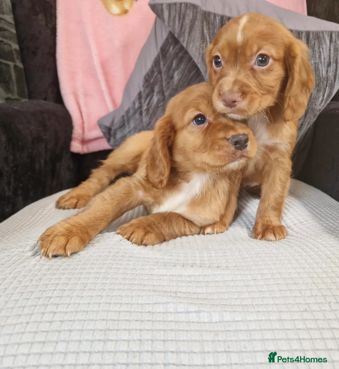 Cocker Spaniel dogs for stud: HEALTH TESTED KC WORKING COCKER SPANIEL STUD in Wolverhampton - Advert 8