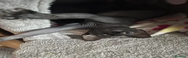 Sphynx 2