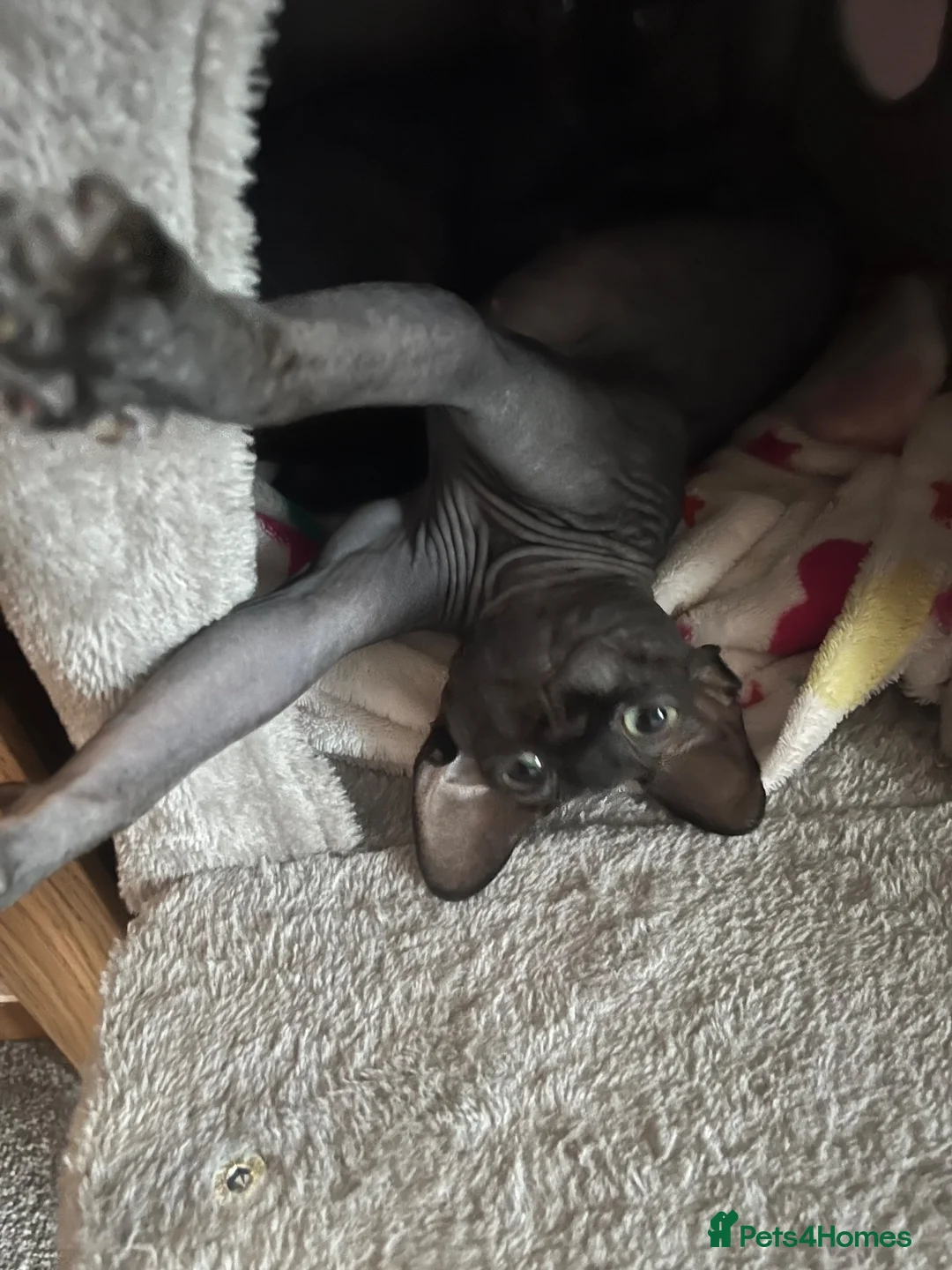Sphynx cats for sale: 2 female sphynx cats for sale - Advert 2