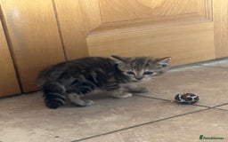 Mixed Breed cats for sale: Beautiful tabby female kitten  - Image 5