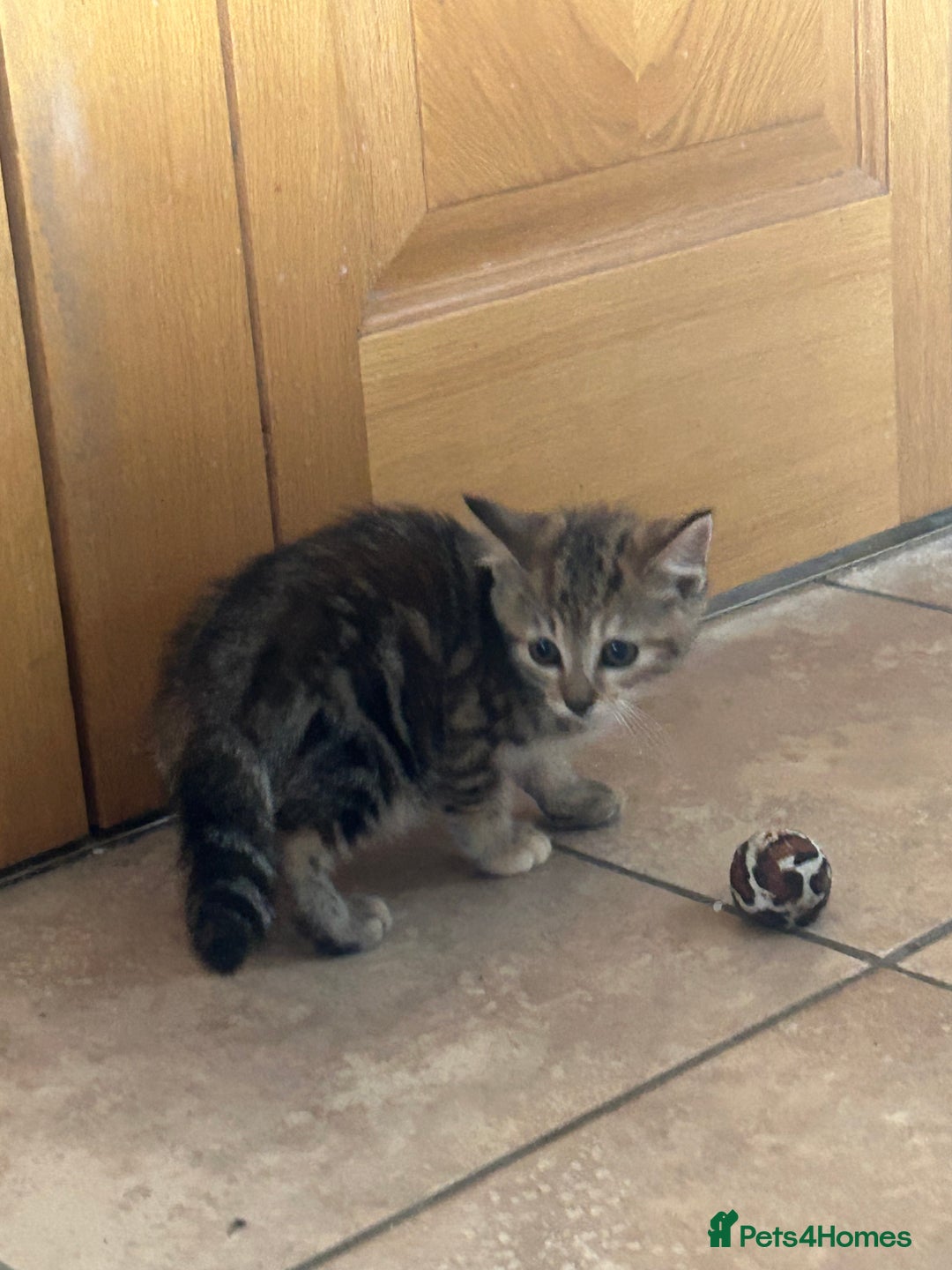 Mixed Breed cats for sale: Beautiful tabby female kitten  - Image 5