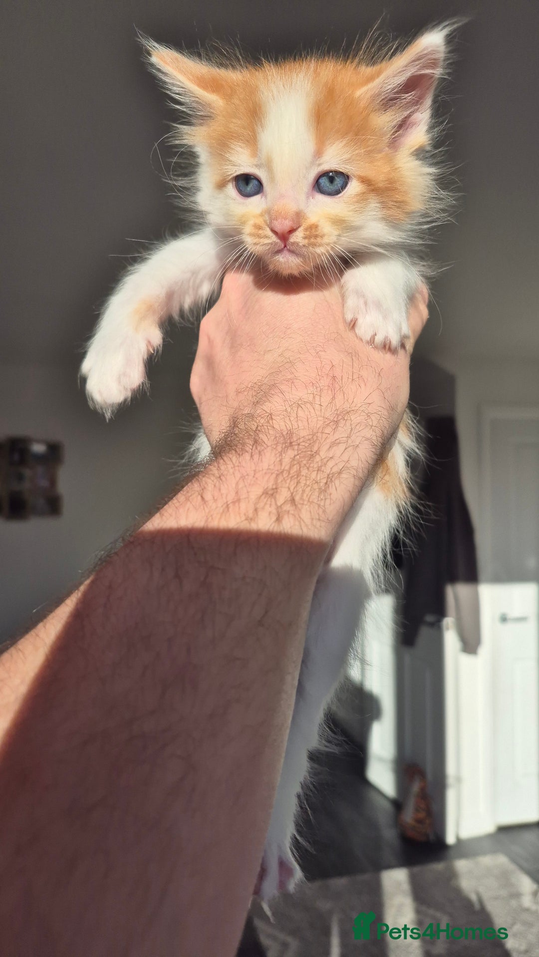 Mixed Breed cats for sale: 5 Beautiful Maine Coon/Ragdoll Kittens  - Advert 14