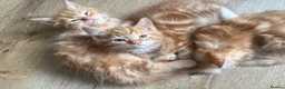 Mixed Breed cats for sale: Persian cross ginger male kittens X4! READY TO GO - Advert 6