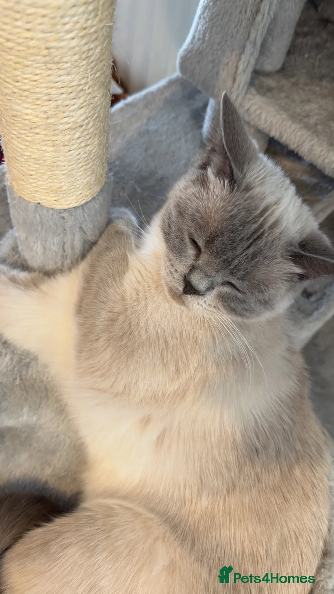 British Shorthair cats for sale: 1yr old Female Blue Colourpoint British Shorthair - Advert 1