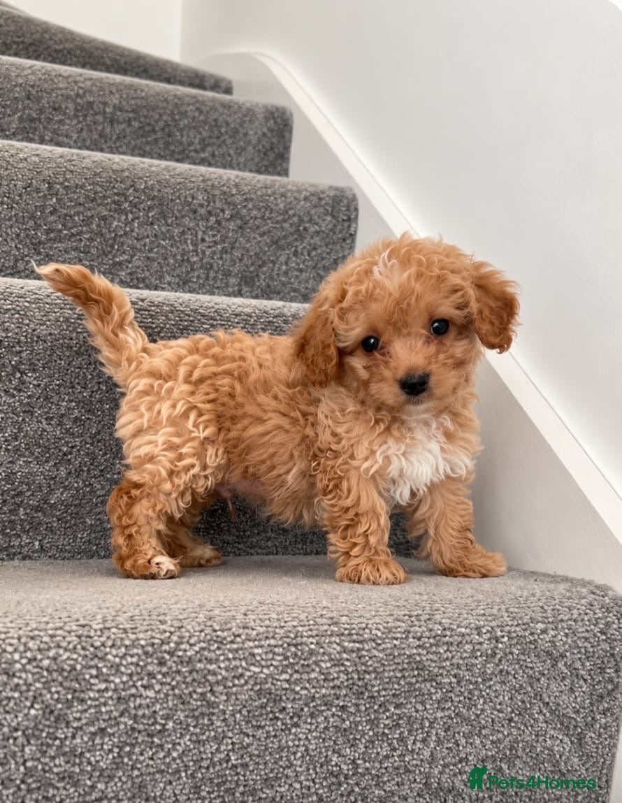Maltipoo dogs 💫Extra tiny Asian Maltipoo puppies💫 - Advert 4