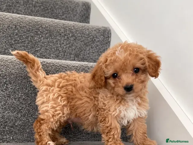 Maltipoo dogs 💫Extra tiny Asian Maltipoo puppies💫 - Advert 6