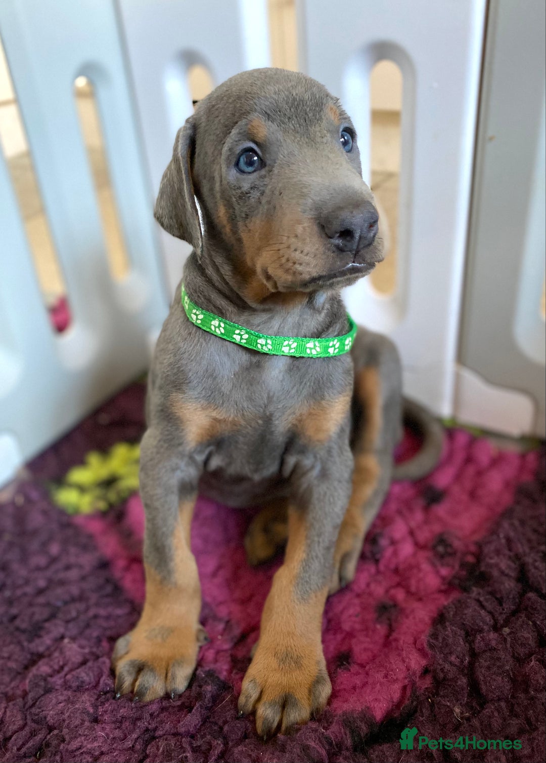 Dobermann dogs for sale: DOBERMAN PUPPIES (BOTH KC HEALTH TESTED PARENTS) - Image 9