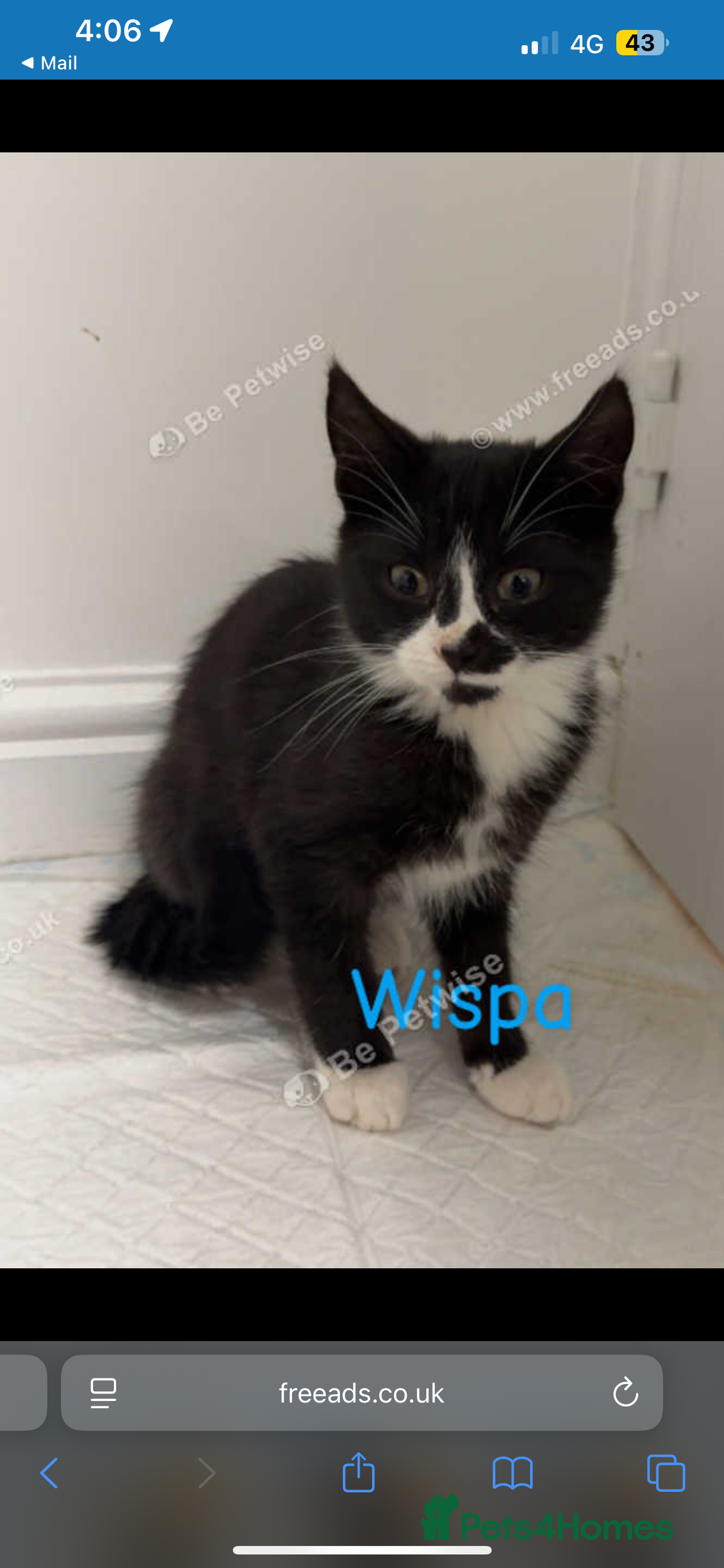 Mixed Breed dogs for sale:  Kittens / cats  - Advert 3