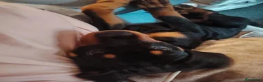 Rottweiler 1