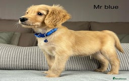 Goldendoodle dogs for sale: Hereditary clear mum. Fully hip elbow and DNA Dad. - Image 18