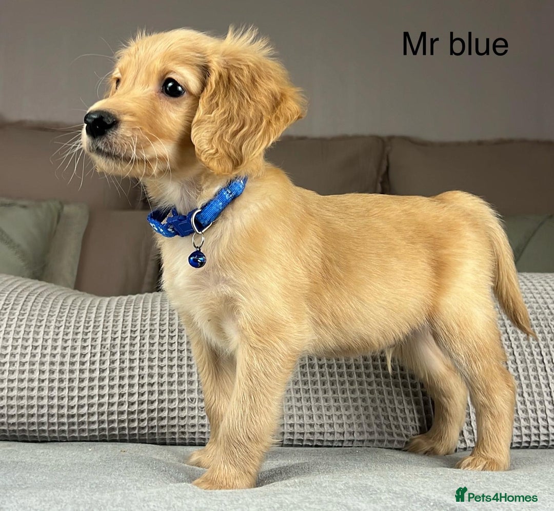 Goldendoodle dogs for sale: Hereditary clear mum. Fully hip elbow and DNA Dad. - Image 18