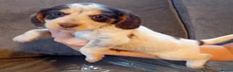 Cocker Spaniel dogs for sale: Cocker spaniel puppy's  - Advert 25