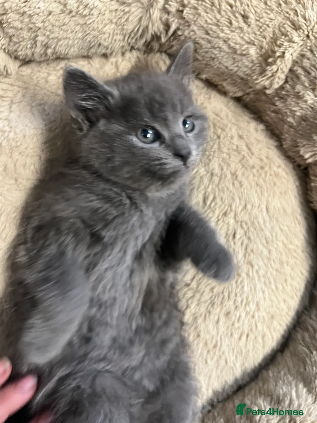 Mixed Breed cats for sale: Stunning Grey Female Kitten with Blue eyes - Advert 5