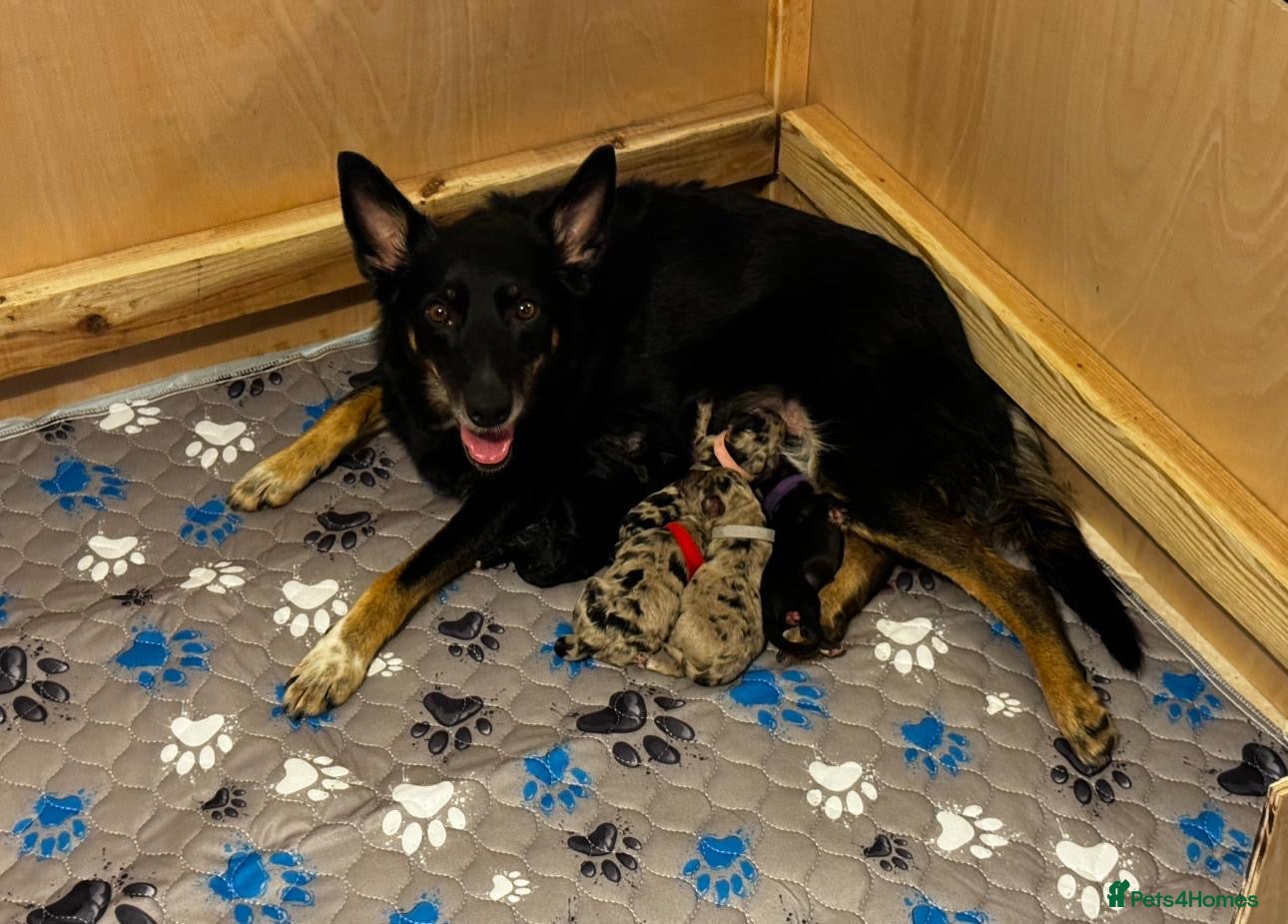 Bordoodle dogs 💜 Beautiful Bordoodle Puppies 💜 - Advert 1