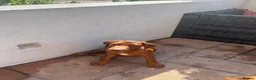 Rhodesian Ridgeback dogs for sale: KC Registered RR Ready for forever Homes 1st July - Advert 9