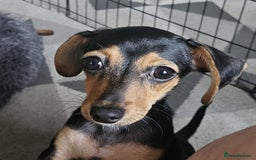 Chiweenie dogs for sale: 7 months old, chiweenie puppy - Image 6